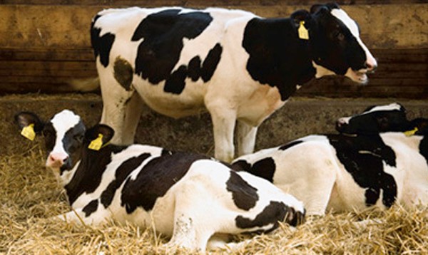 Εξαγοράζουν με 350 εκατ. ευρώ τους αγρότες για να μην παράγουν γάλα