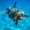 Caretta caretta 

Loggerhead turtle swimming in open sea. 

Zákinthos, Langana Bay, Greece 

Project numbers: 9E0103, GR0017, GR0043