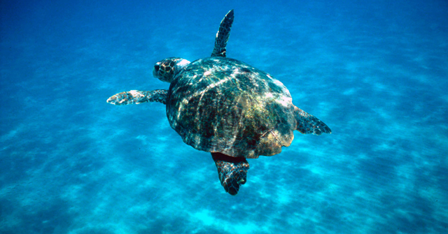 The Court finds that Greece has failed to protect the sea turtle Caretta caretta